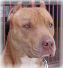 killerangelblack Logo